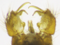 Euphylidorea dispar